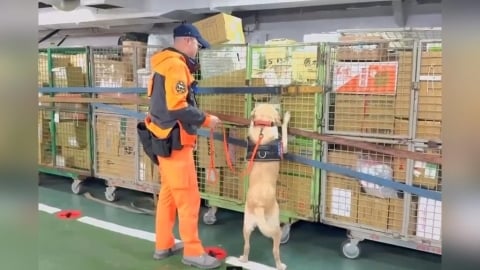 中國製電子煙藏包裹闖關　X光檢查儀結合搜救犬攔截