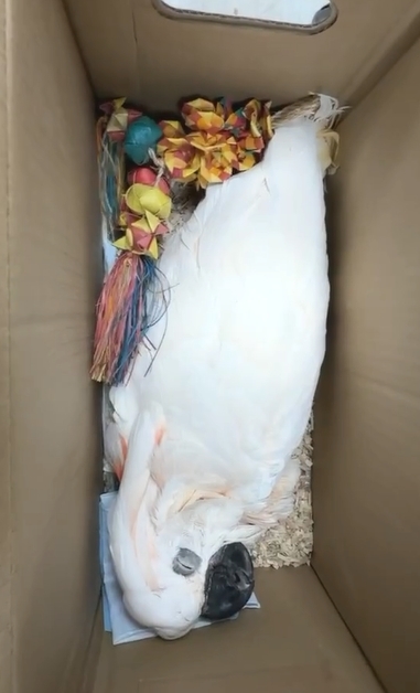 鸚鵡送寵物旅館6天亡　業者只願賠4千飼主怒提告