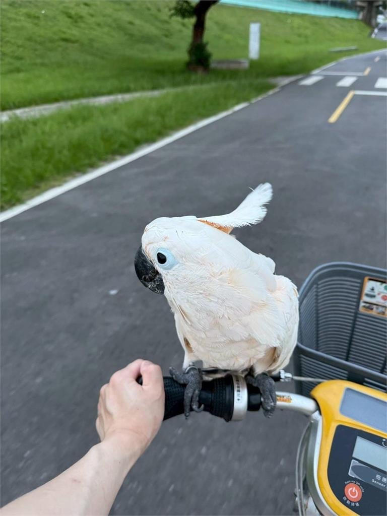 鸚鵡送寵物旅館6天亡　業者只願賠4千飼主怒提告