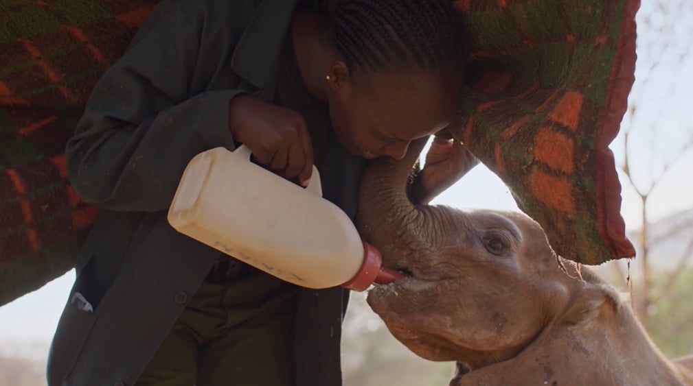 一場關於愛、治癒與回家的漫長告白:紀錄片影集《成為大象》Love Nature 溫情播出
