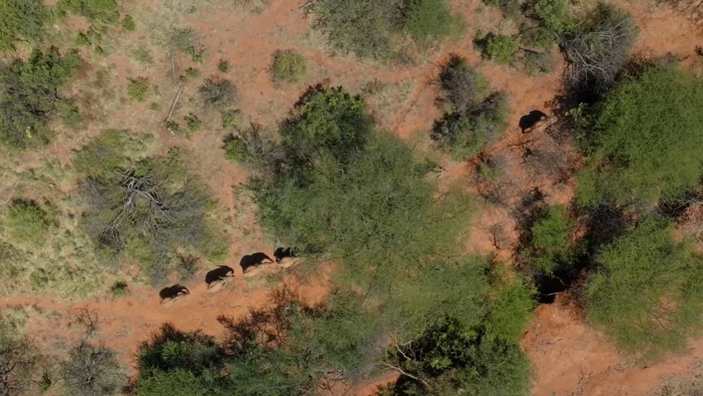 一場關於愛、治癒與回家的漫長告白:紀錄片影集《成為大象》Love Nature 溫情播出