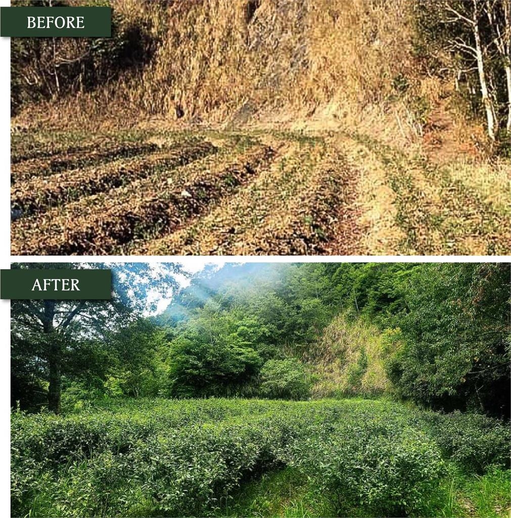 不除草反而更好？土地「存」二氧化碳　農業新耕作制度對抗氣候變遷