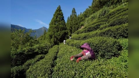 不除草反而更好？土地「存」二氧化碳　農業新耕作制度對抗氣候變遷