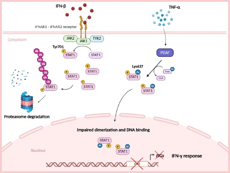 癌細胞也有抗壓性！ 陽明交大揭癌症治療排序組合關鍵