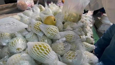 芭樂價飆頻失竊！　中部一斤85-95元 北部市場達150元