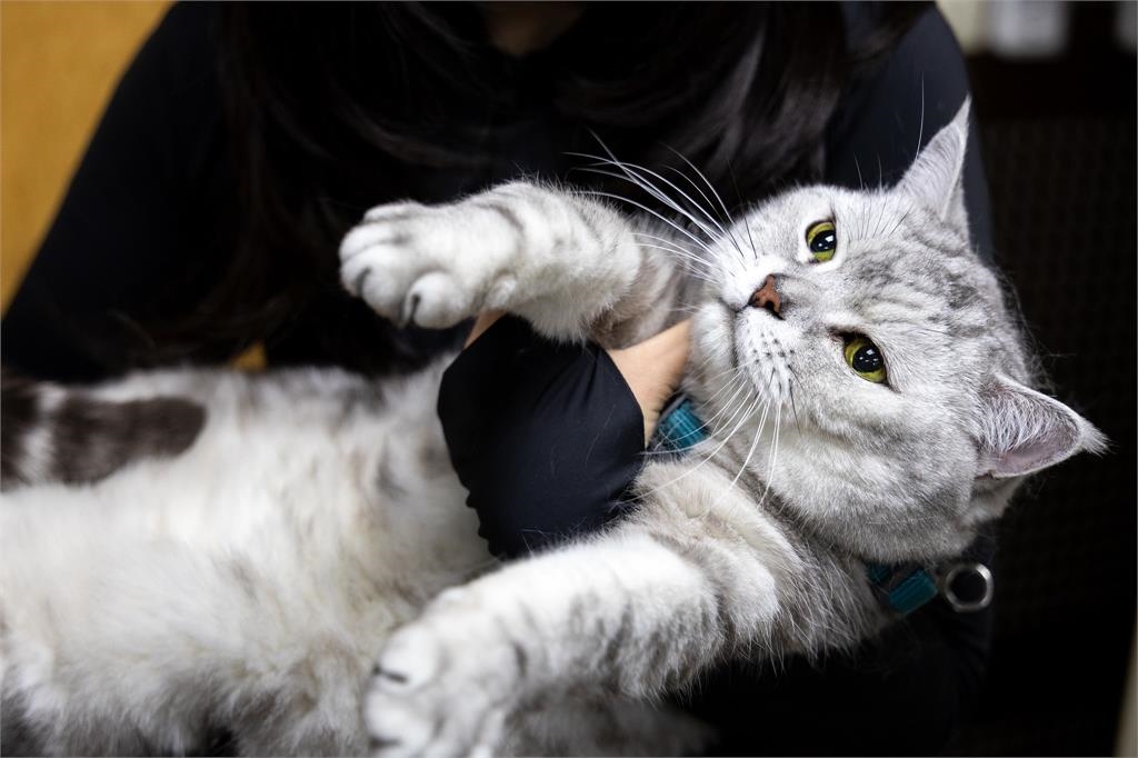 黃偉哲推家貓登記  台南登記率達96%超全國平均！