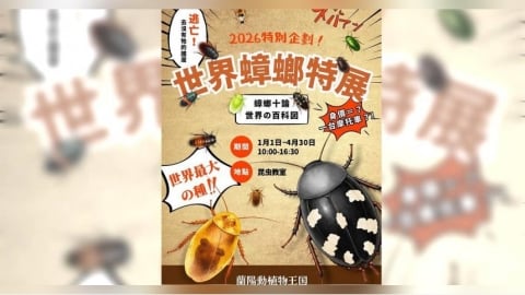 一隻蟑螂價值一台機車！　世界級「蟑螂展」登台網嚇壞