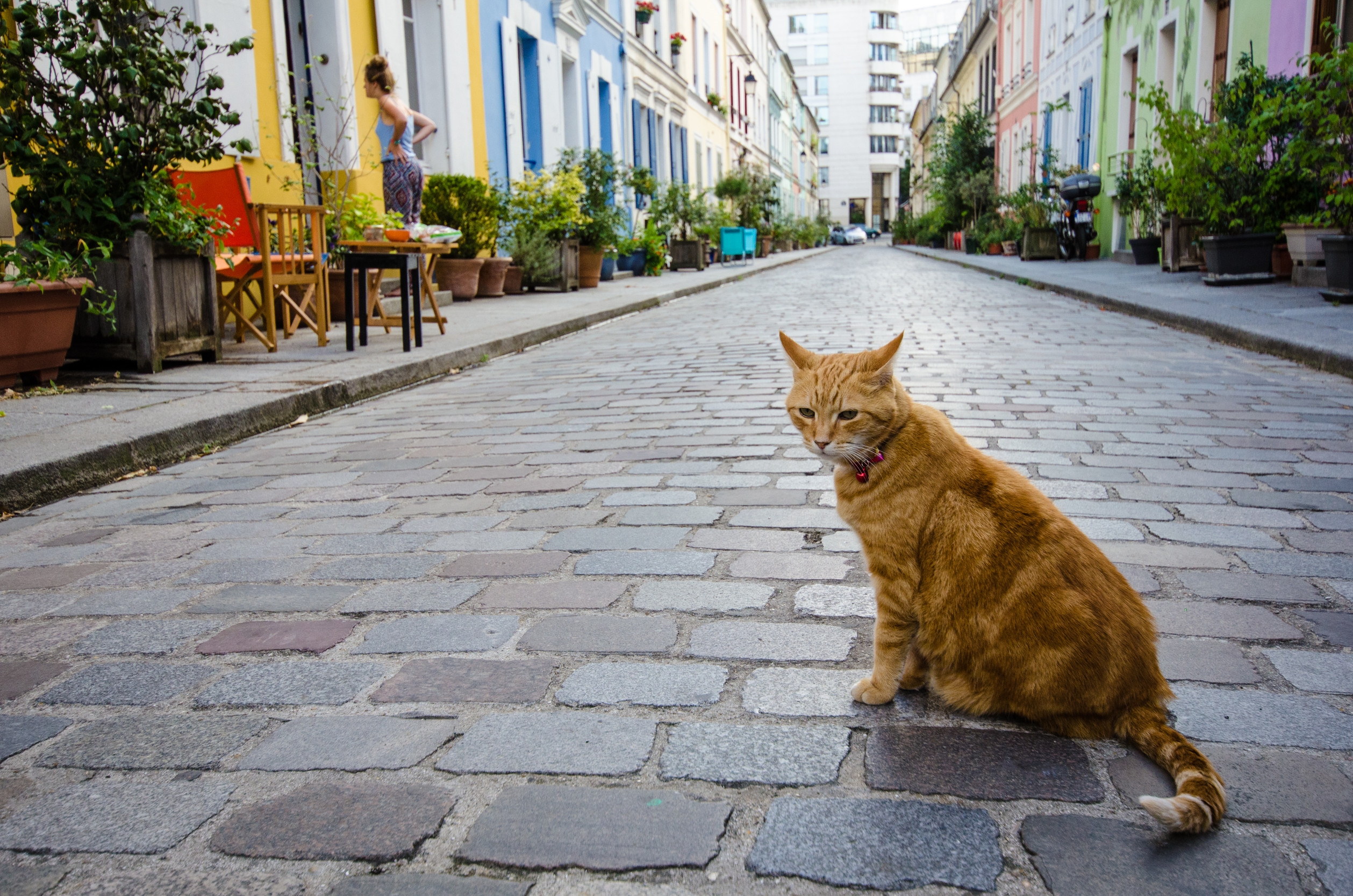 巴黎街頭隨處可見貓咪，巴黎人對貓的喜愛帶著一點距離感，不吵、不追，但尊重牠的存在。圖/123RF圖庫