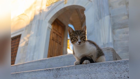 對貓友善、對旅人溫柔 愛貓族最適合旅行的6大國際城市