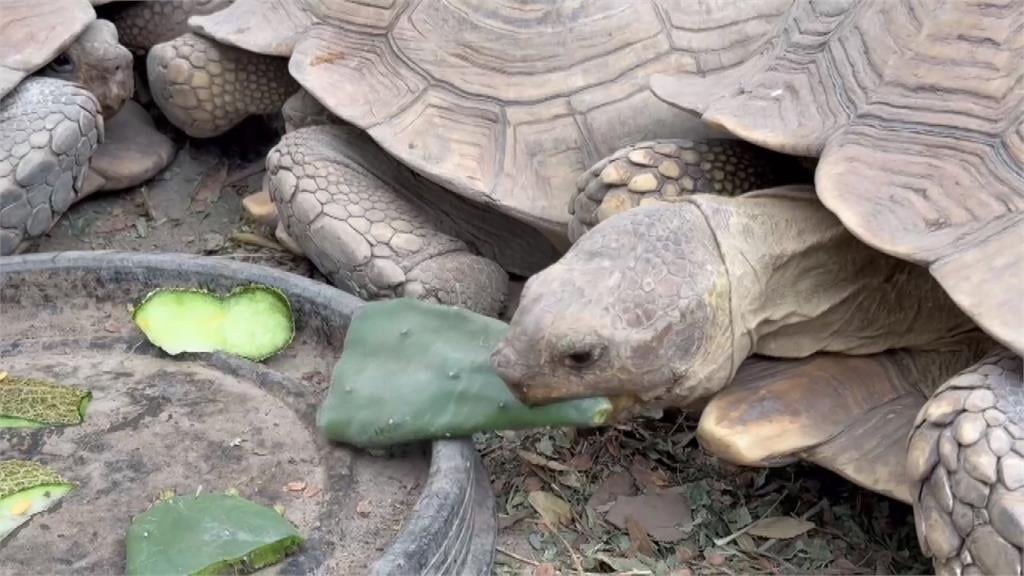 飼主替「視覺系萌寵」打造樂園　來自非洲的「牠們」在台落地生根