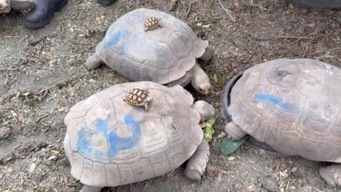 飼主替「視覺系萌寵」打造樂園　來自非洲的「牠們」在台落地生根