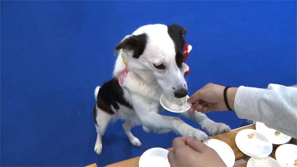 寵物年貨大街開跑！　狗狗試吃年菜.穿新衣　業者預估：有望成長五成業績