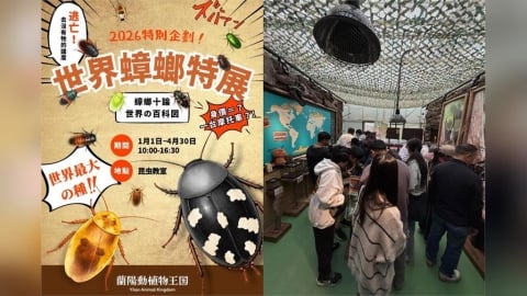 宜蘭「世界蟑螂特展」看會飛的小強　網友問：能帶拖鞋去嗎？