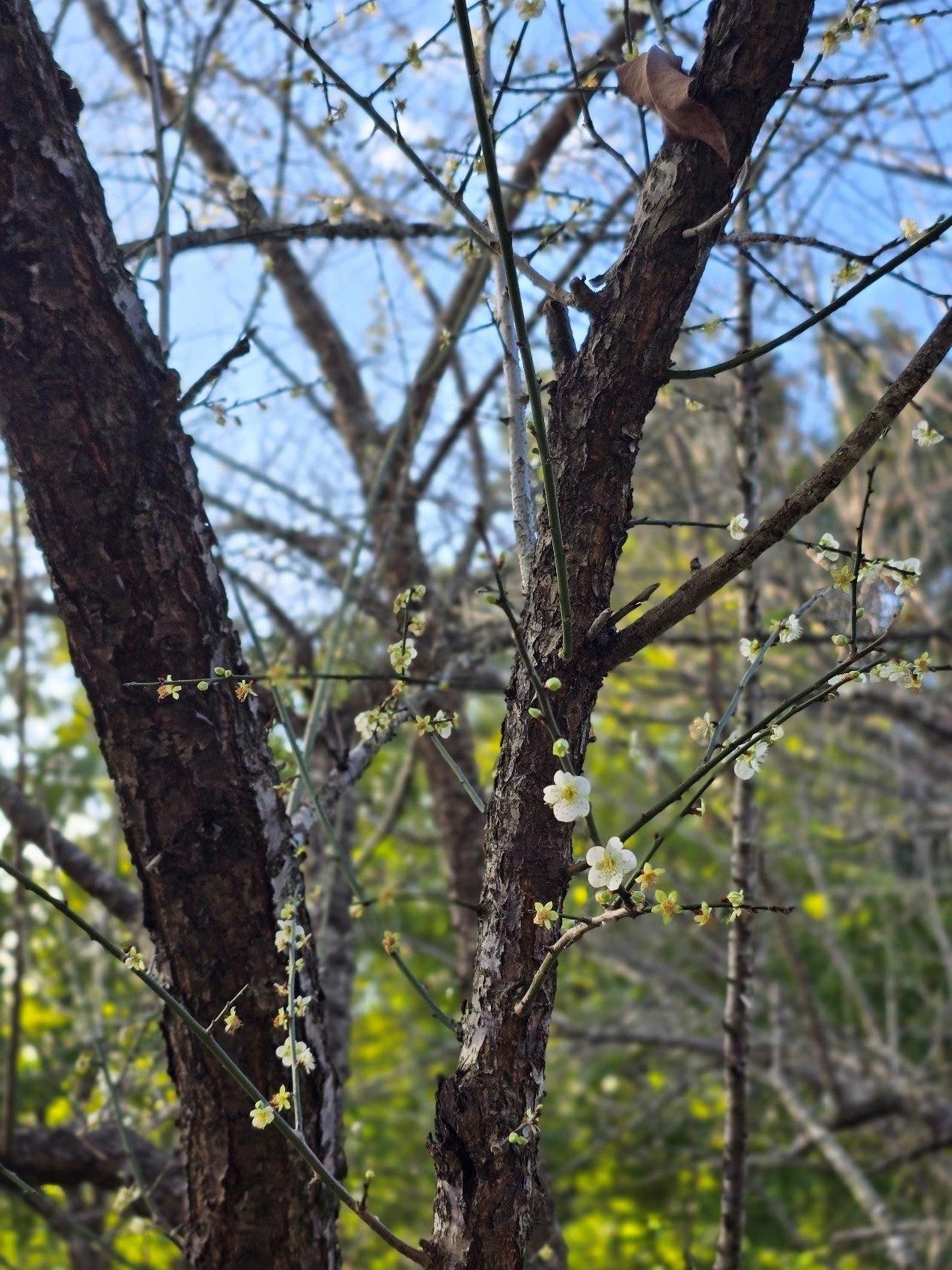 南港公園梅花 圖/臺北市政府