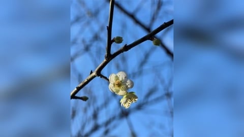 這週末去哪？去南港公園捕捉一場梅花雪的溫柔