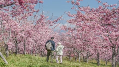 不追行程的春天：銀髮族重新感受生活節奏的旅遊選擇