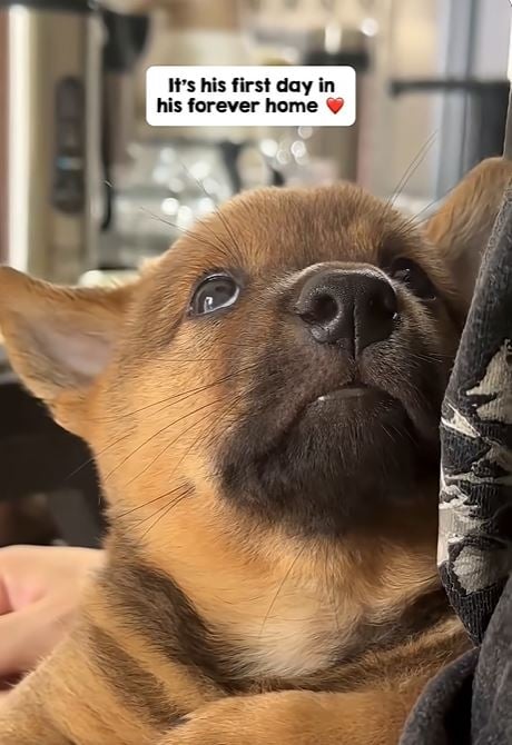 收容所小狗「一眼定終身」融化67萬人！網看哭：牠找到了全世界