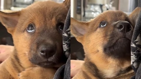 收容所小狗「一眼定終身」融化67萬人！網看哭：牠找到了全世界