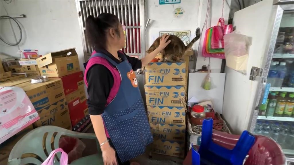 全盛期逾200隻「今剩不到30隻」　遊客訪猴硐貓村問：貓呢？