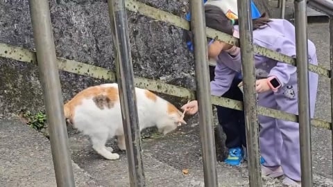 全盛期逾200隻「今剩不到30隻」　遊客訪猴硐貓村問：貓呢？