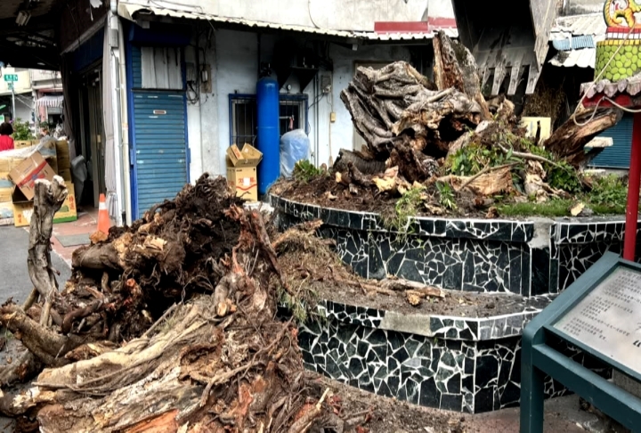 花蓮富里鄉老榕樹移除　新種「太魯閣櫟」重振生機