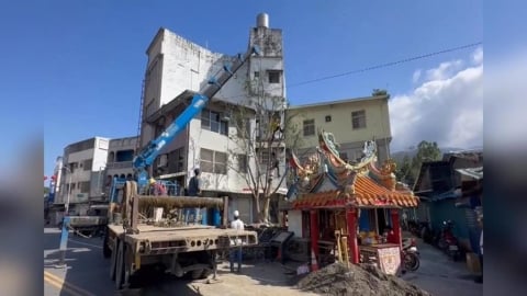 花蓮富里鄉老榕樹移除　新種「太魯閣櫟」重振生機