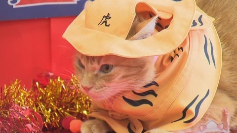 好可愛！高捷、北港朝天宮跨界合作　貓站長蜜柑穿虎爺戰袍畫面曝