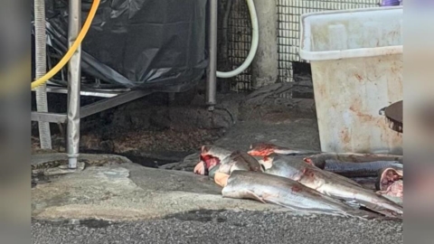 敢吃嗎？台中名店路邊宰殺土虱魚　剁塊放水溝蓋超噁