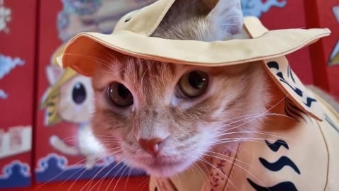 高雄捷運攜手北港朝天宮　蜜柑站長「虎袍加身」亮相