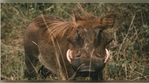 野豬游泳「脫北」登上南韓小青島！2個月後遭獵人射殺