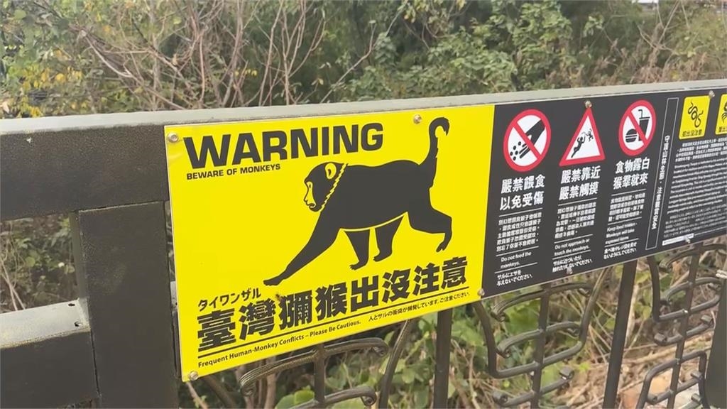 孫悟空槓上帝爺公! 受天宮供桌香蕉被「猴霸王」洗劫