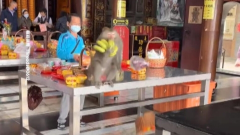 孫悟空槓上帝爺公！　受天宮供桌香蕉被「猴霸王」洗劫
