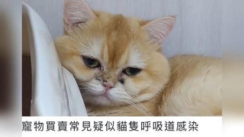 幼犬貓生病死亡屢爆爭議　新北動保處提醒選購寵物務必三思