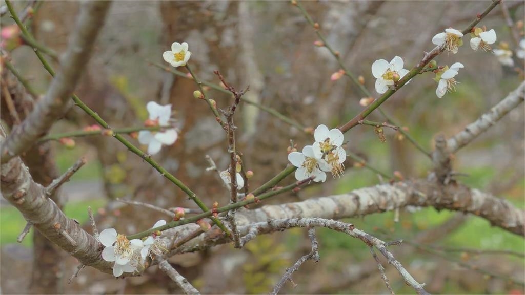 天冷衝業績！　台南牛肉湯﹑牛肉麵店絡繹不絕