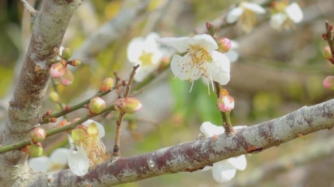 天冷衝業績！　台南牛肉湯﹑牛肉麵店絡繹不絕