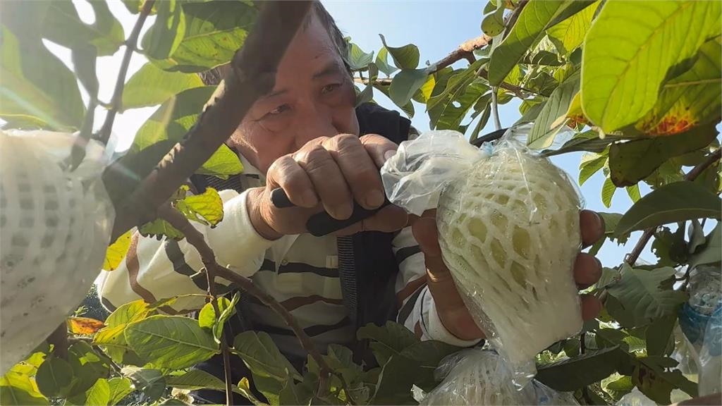 獨／高雄果農實力大賽　依外觀、口感選出「芭樂冠軍王」