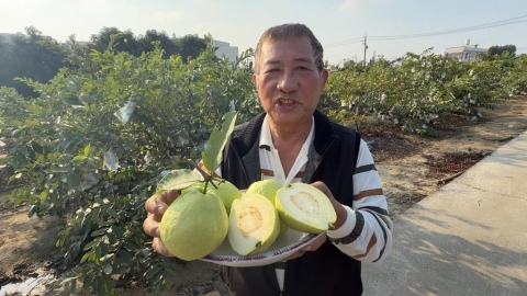 獨／高雄果農實力大賽　依外觀、口感選出「芭樂冠軍王」