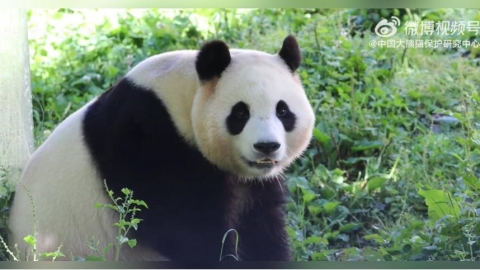 大熊貓 「福寶」有望回韓！　南韓政府：和她男友一起來光州