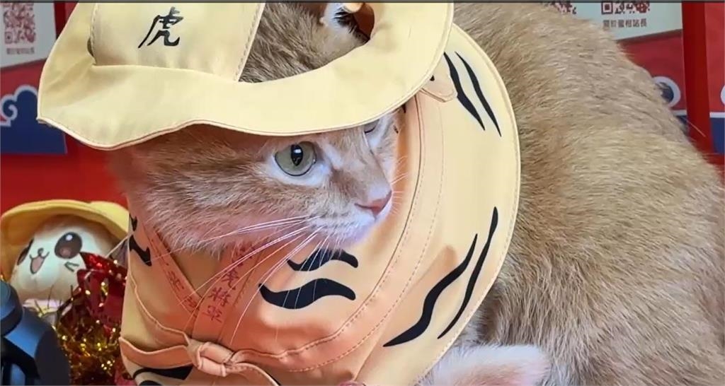 快新聞／高捷「蜜柑站長」跨界虎將軍　彩繪列車「蜜柑萌虎平安號」開行