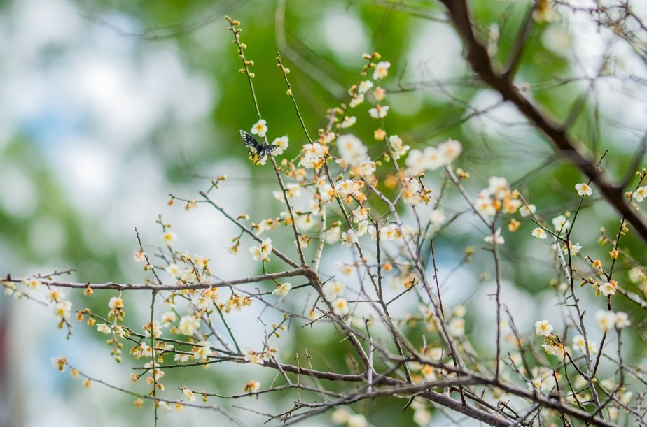 2026角板山行館園區梅花季 圖/桃園市政府提供
