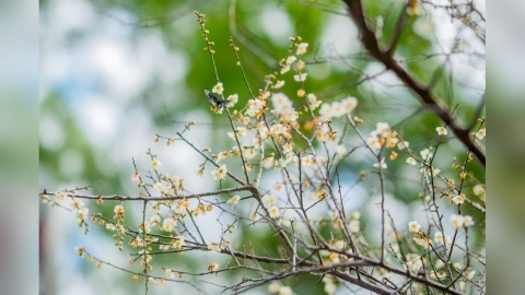 桃園角板山2萬坪梅園綻放 這3個神級拍照點必收藏！