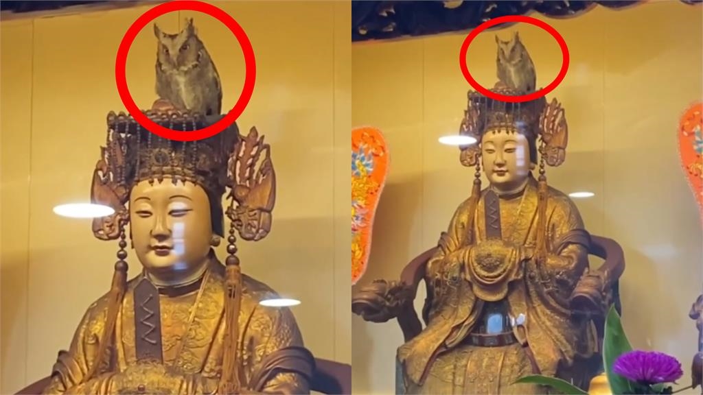 神蹟!貓頭鷹待在媽祖頭上「賴著不走」 南庄獅頭山勸化堂回應了