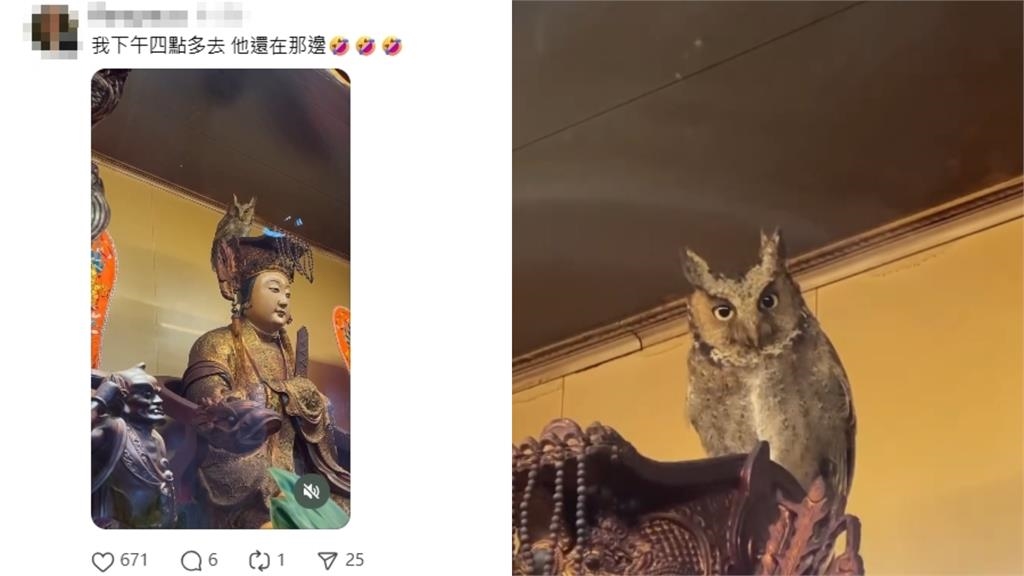 神蹟!貓頭鷹待在媽祖頭上「賴著不走」 南庄獅頭山勸化堂回應了