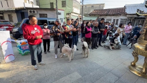 卡哇伊 ! 「哈士奇進香團」現身北港 參拜義犬將軍求平安