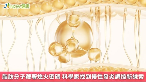 脂肪分子藏著熄火密碼 科學家找到慢性發炎調控新線索