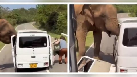 餵食惹禍？野象突襲觀光車「車門遭扯飛」　旅客帶娃逃命全都錄