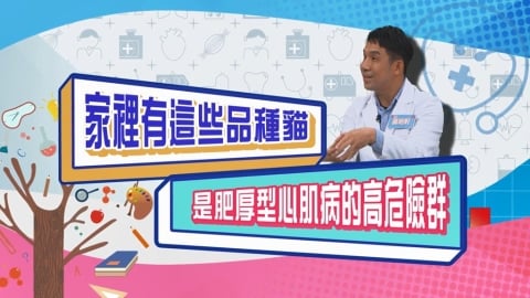 (影)／家裡有這些品種的貓 是肥厚型心肌病的高危險群？