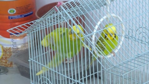 台中這間彩券行「鸚鵡展翅」大跳 當天顧客刮刮樂中百萬大紅包