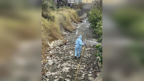 苗栗也出事了！235隻死雞丟棄大排　「確診禽流感」源頭曝光