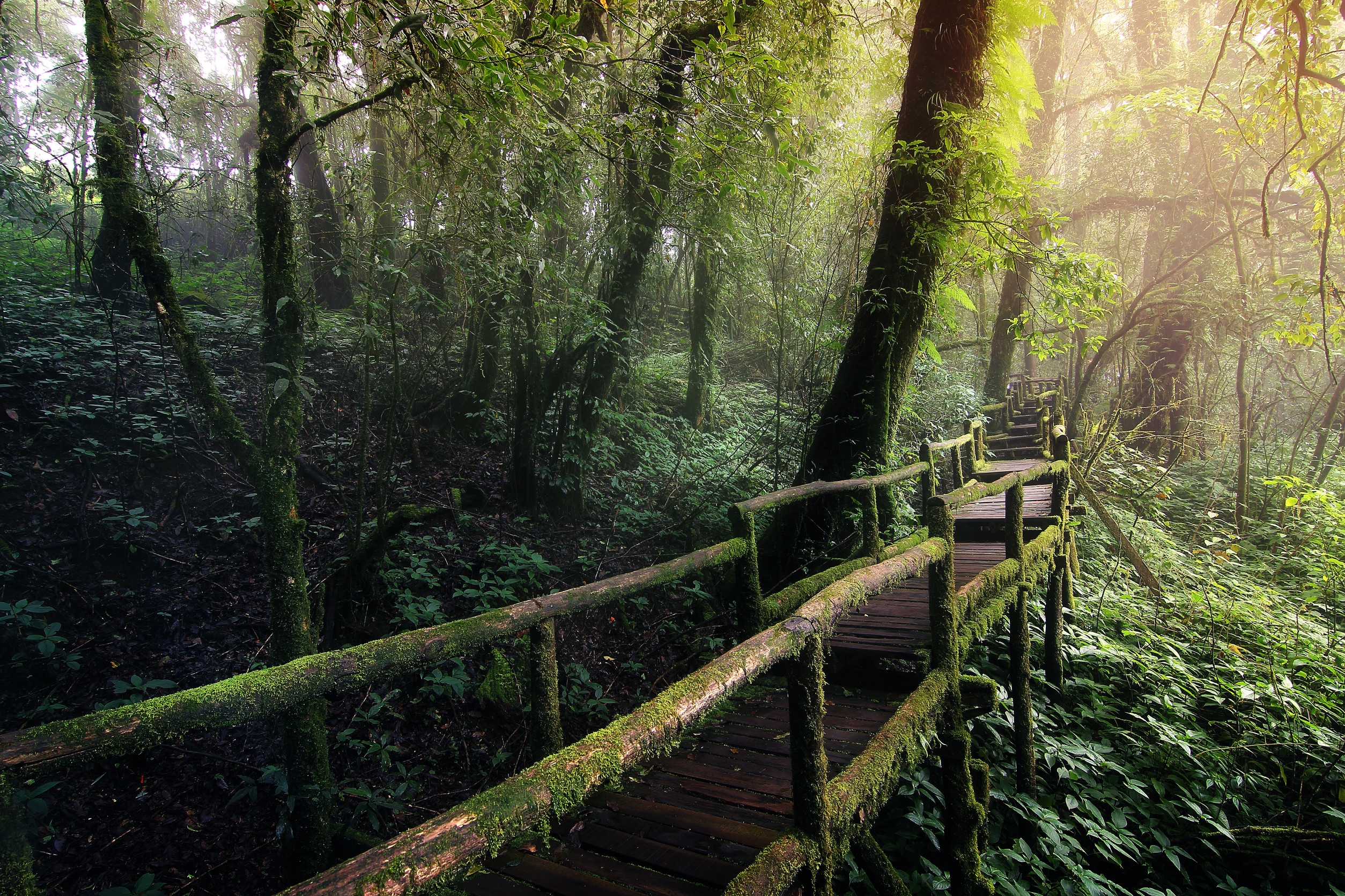 泰國清邁茵他儂山的安卡自然步道，有美麗的雨林和靜謐的自然空間，能讓遊客遠離喧囂。圖/123RF圖庫